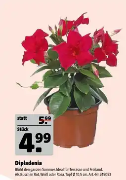 Hagebau Dipladenia Angebot