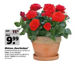 Hagebau Minirose „rosa kordana“ Angebot