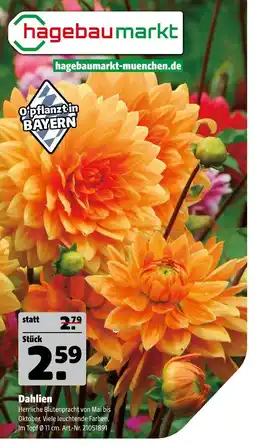 Hagebau Dahlien Angebot
