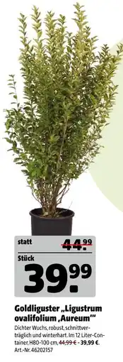 Hagebau Goldliguster „ligustrum ovalifolium ‚aureum‘“ Angebot