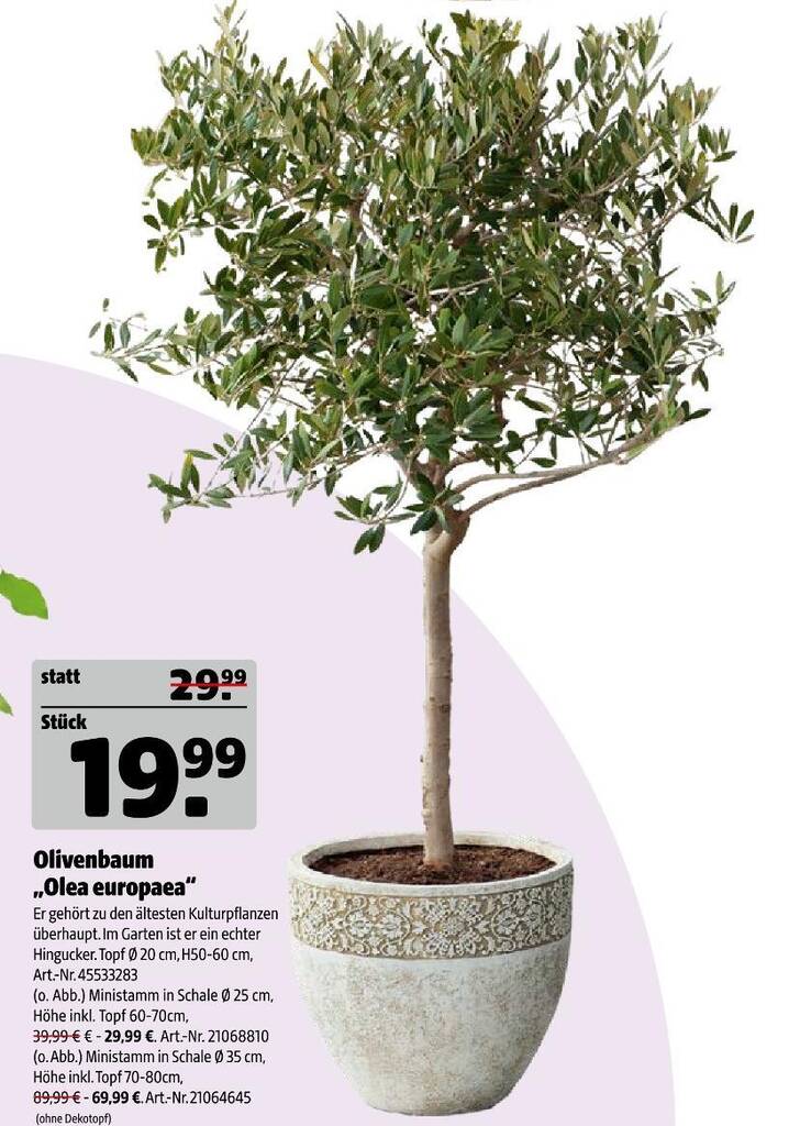 olivenbume umtopfen welche erde Olivenbaum Erde  Die richtige Erde fr mediterrane Pflanzen
