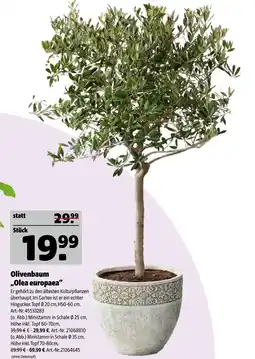 Hagebau Olivenbaum Angebot