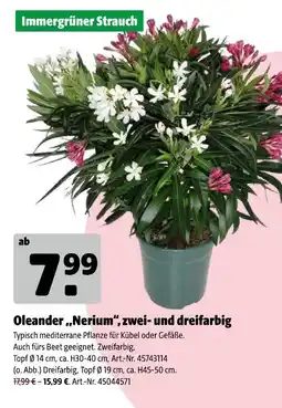 Hagebau Oleander 'nerium' Angebot