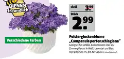 Hagebau Polsterglockenblume „campanula portenschlagiana“ Angebot