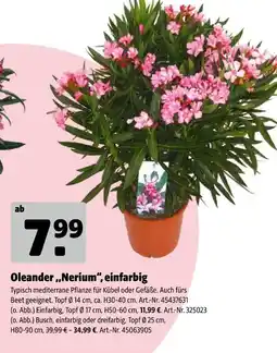 Hagebau Oleander „nerium“, einfarbig Angebot