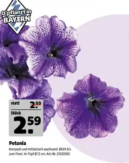 Hagebau Petunia Angebot