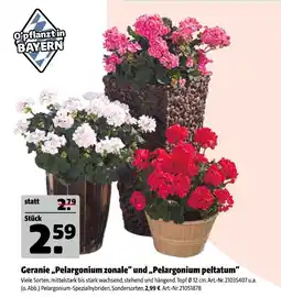 Hagebau Geranie „pelargonium zonale“ und „pelargonium peltatum“ Angebot