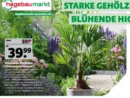 Hagebau Chinesische hanfpalme 'trachycarpus fortunei' Angebot