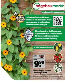 Hagebau Schwarzäugige susanne 'thunbergia alata' Angebot