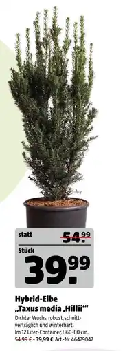 Hagebau Hybrid-eibe taxus media 'hillii' Angebot