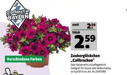 Hagebau Zauberglöckchen 'calibrachoa' Angebot