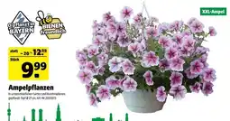 Hagebau Ampelpflanzen Angebot