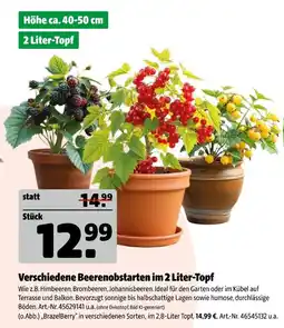 Hagebau Verschiedene beerenobstarten Angebot