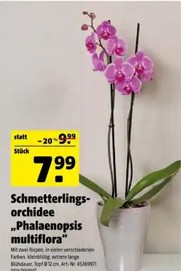 Hagebau Schmetterlingsorchidee „phalaenopsis multiflora“ Angebot