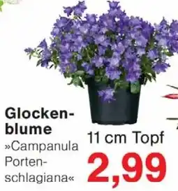 Wiglo Wunderland Glockenblume Angebot