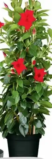 Wiglo Wunderland Dipladenie Angebot