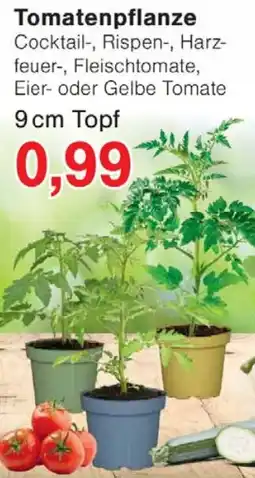 Wiglo Wunderland Tomatenpflanze Angebot