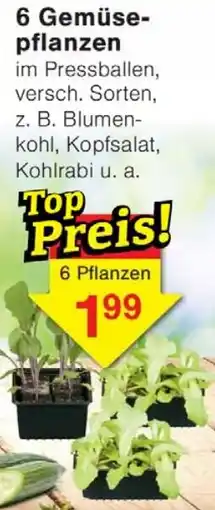 Wiglo Wunderland 6 Gemüsepflanzen Angebot