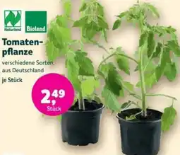 Biomarkt Tomatenpflanze Angebot