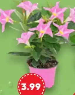 Kaufland Dipladenie Angebot