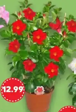 Kaufland Dipladenie Angebot