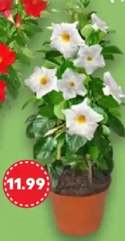 Kaufland Dipladenie Angebot