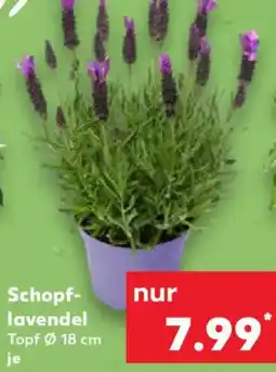 Kaufland Schopflavendel Angebot