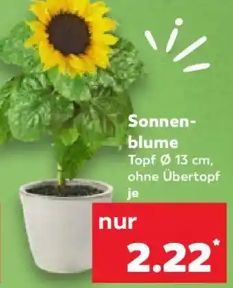 Kaufland Sonnenblume Angebot