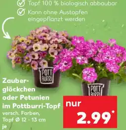 Kaufland Zauberglöckchen oder Petunien im Pottburri-Topf Angebot