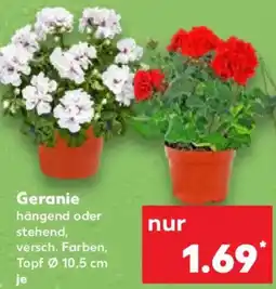 Kaufland Geranie Angebot