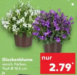 Kaufland Glockenblume Angebot