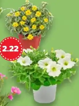 Kaufland Beet- & Balkonpflanze Angebot