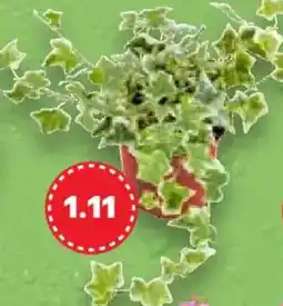 Kaufland Beet- & Balkonpflanze Angebot