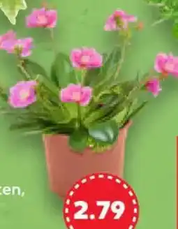 Kaufland Beet- & Balkonpflanze Angebot