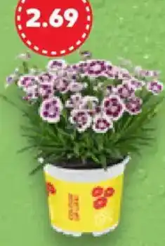 Kaufland Beet- & Balkonpflanze Angebot