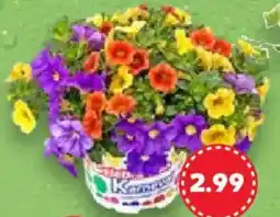 Kaufland Beet- & Balkonpflanze Angebot