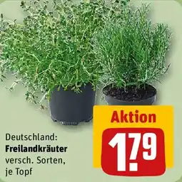 REWE Freilandkräuter Angebot