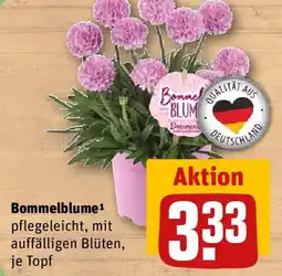 REWE Bommelblume Angebot