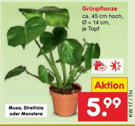 tagetes erecta plant Red Alder  Sparrowhawk Native Plants