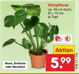 Netto Marken-Discount Grünpflanzen Angebot