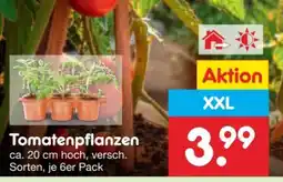Netto Marken-Discount Tomatenpflanzen XXL Angebot