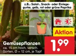 Netto Marken-Discount Gemüsepflanzen Angebot