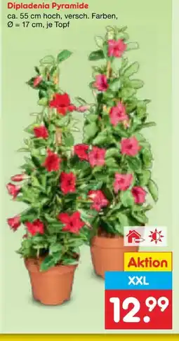 Netto Marken-Discount Dipladenia Pyramide XXL Angebot