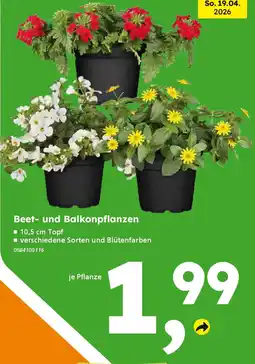 Globus Baumarkt Beet- und Balkonpflanzen Angebot