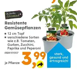 Globus Baumarkt Resistente Gemüsepflanzen Angebot