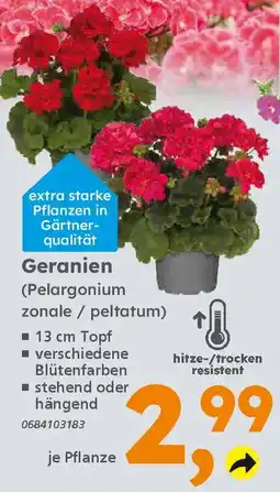 Globus Baumarkt Geranien (Pelargonium zonale/peltatum) Angebot