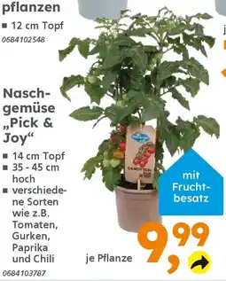 Globus Baumarkt Naschgemüse ,,Pick & Joy" Angebot