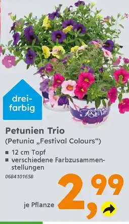 Globus Baumarkt Petunien Trio (Petunia,,Festival Colours") Angebot