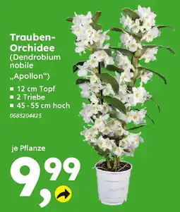 Globus Baumarkt Trauben- Orchidee (Dendrobium nobile „Apollon“) Angebot