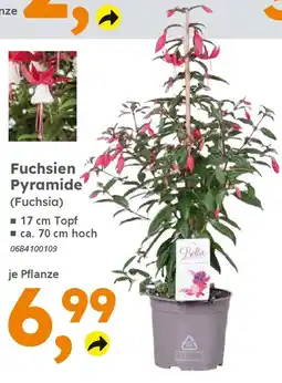 Globus Baumarkt Fuchsien Pyramide (Fuchsia) Angebot